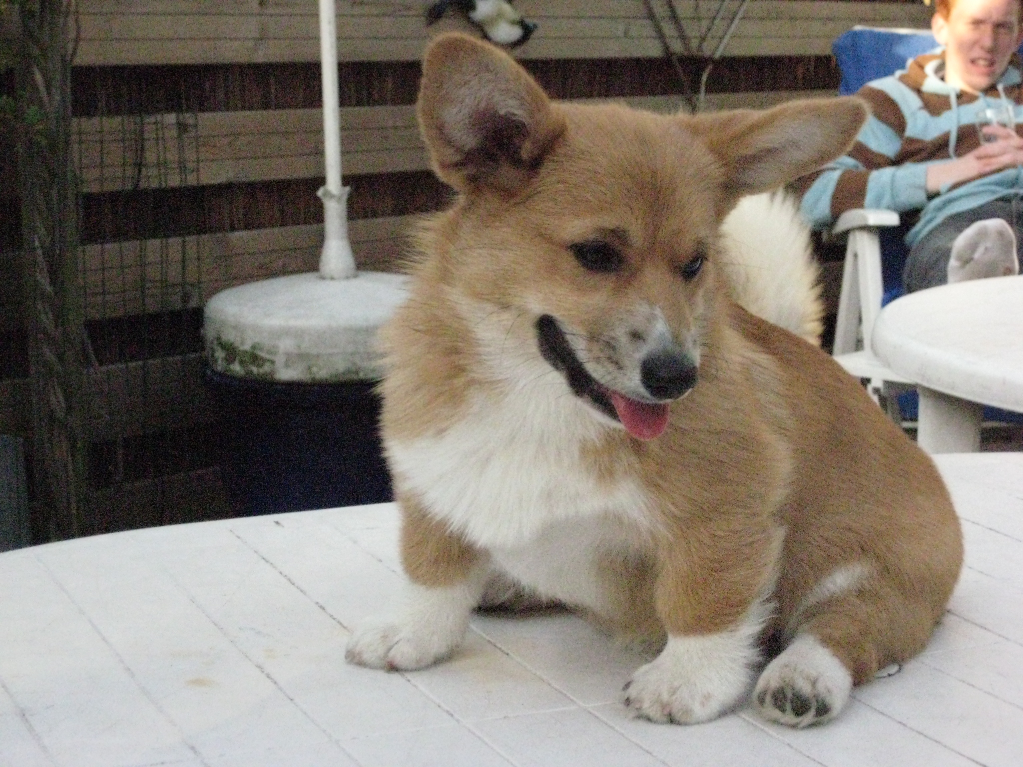 Kaya